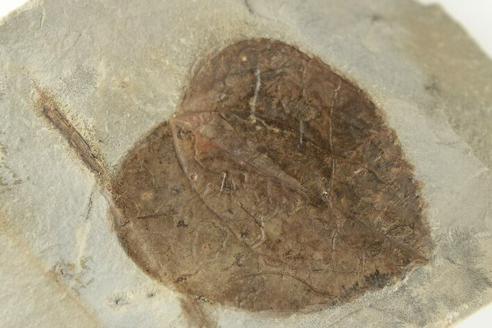 Fossil Leaf (Zizyphus) - Montana #203364